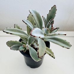 Kalanchoe Tomentosa / Panda Ears / Chocolate Soldier