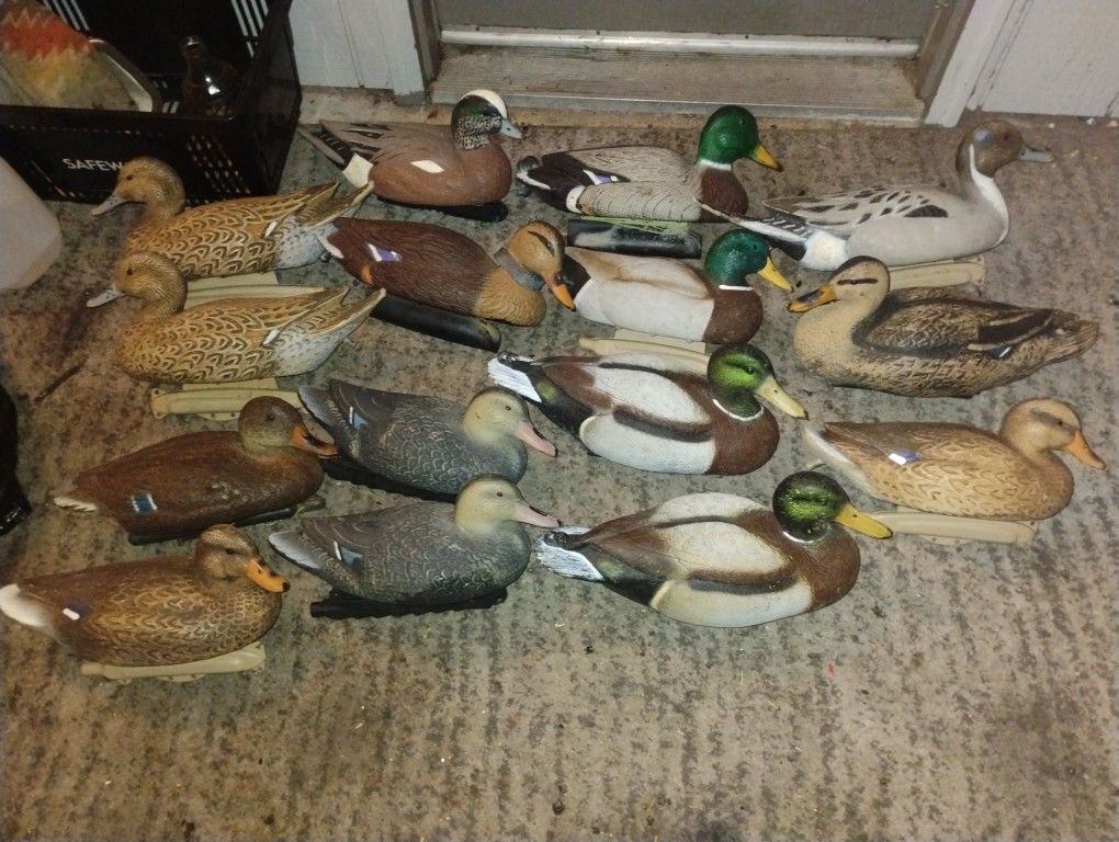 Duck Decoys 