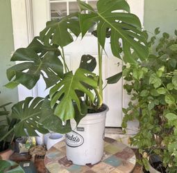 Monstera Plants