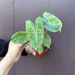 4” Variegated Alocasia Pink Dragon
