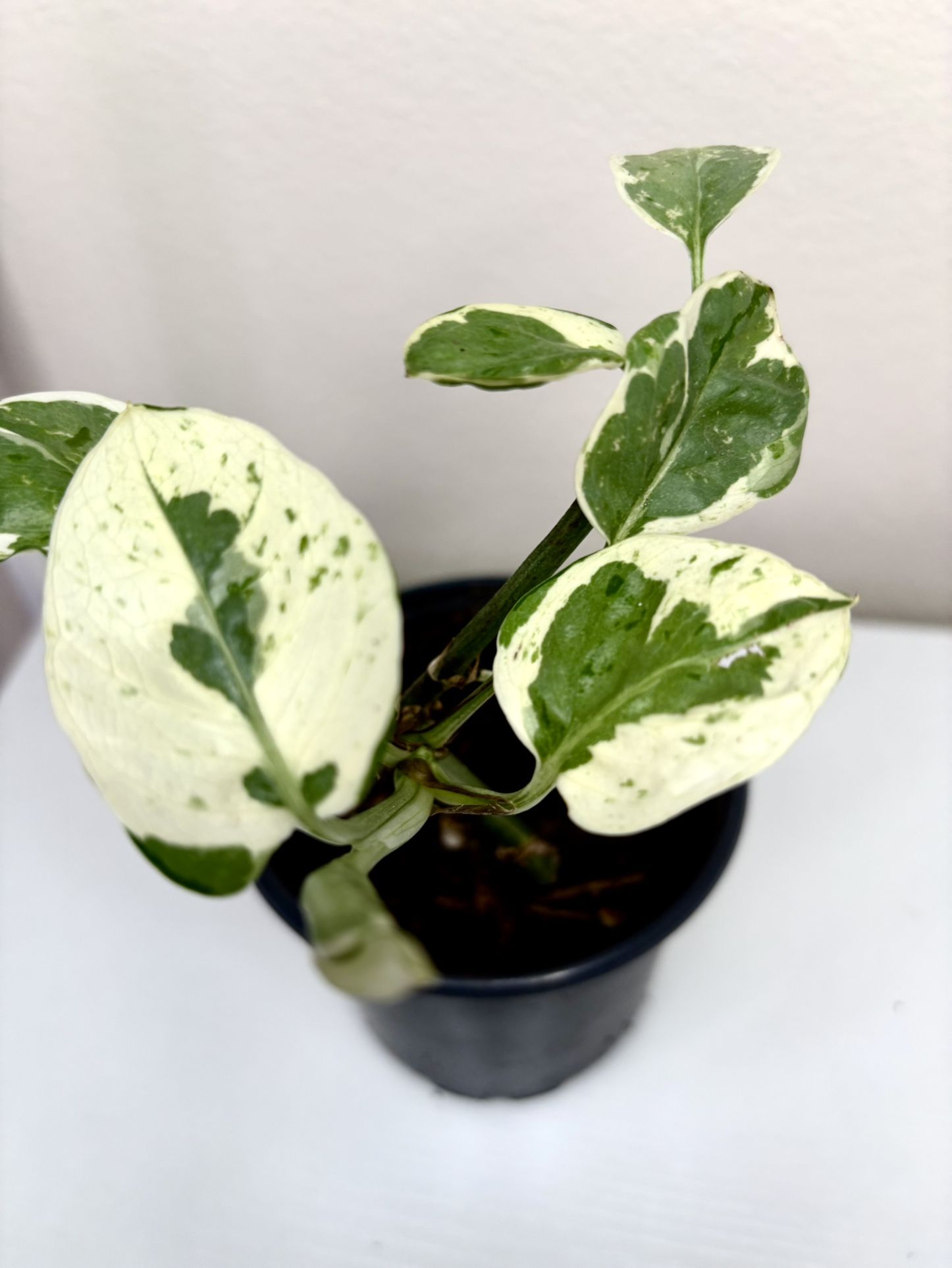 Variegated Pothos $7