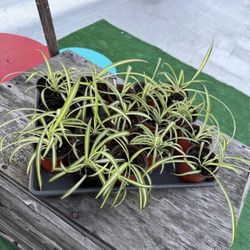 Live Spider Plants $5 Each (16 Left)