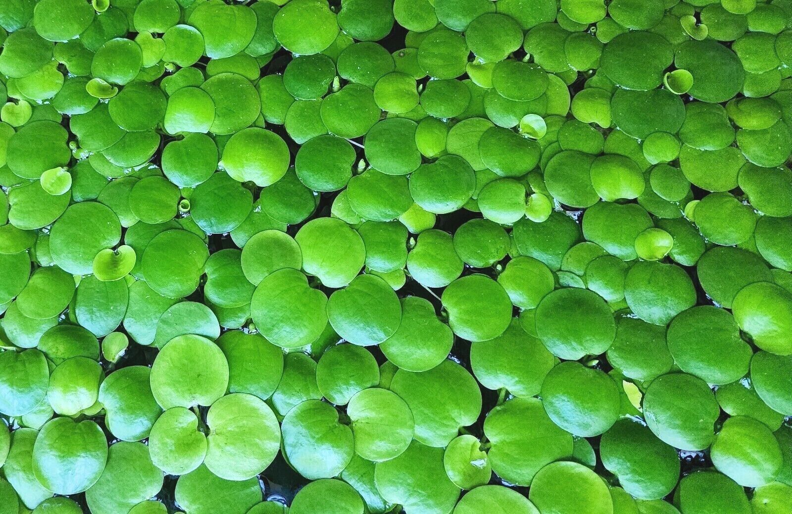 Frogbit Floating Aquarium Plant 