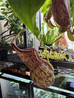 Nepenthes Gaya 6in Hanging Pot