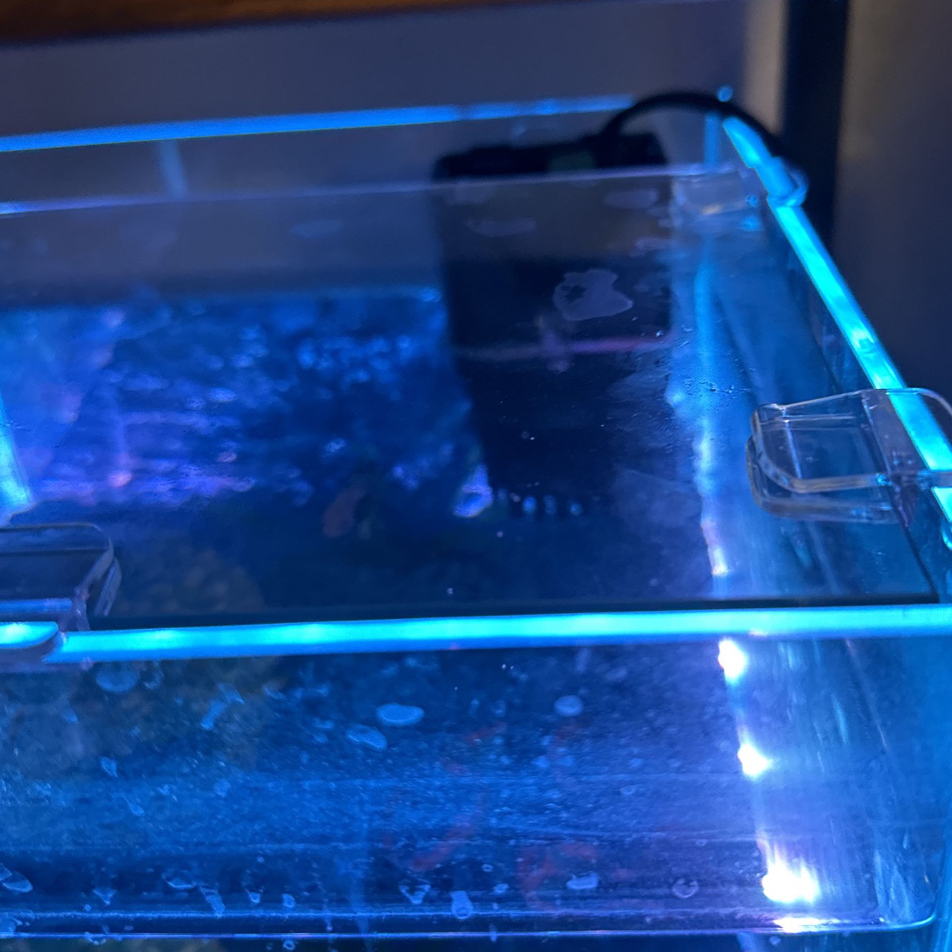 LED 3 Gallon Fish Tank Set up
