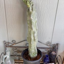 Totem Pole Cactus Plant Lophocereus 