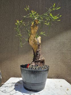 dracaena small Dracaena Janet Craig – Watson's Greenhouse main image 1