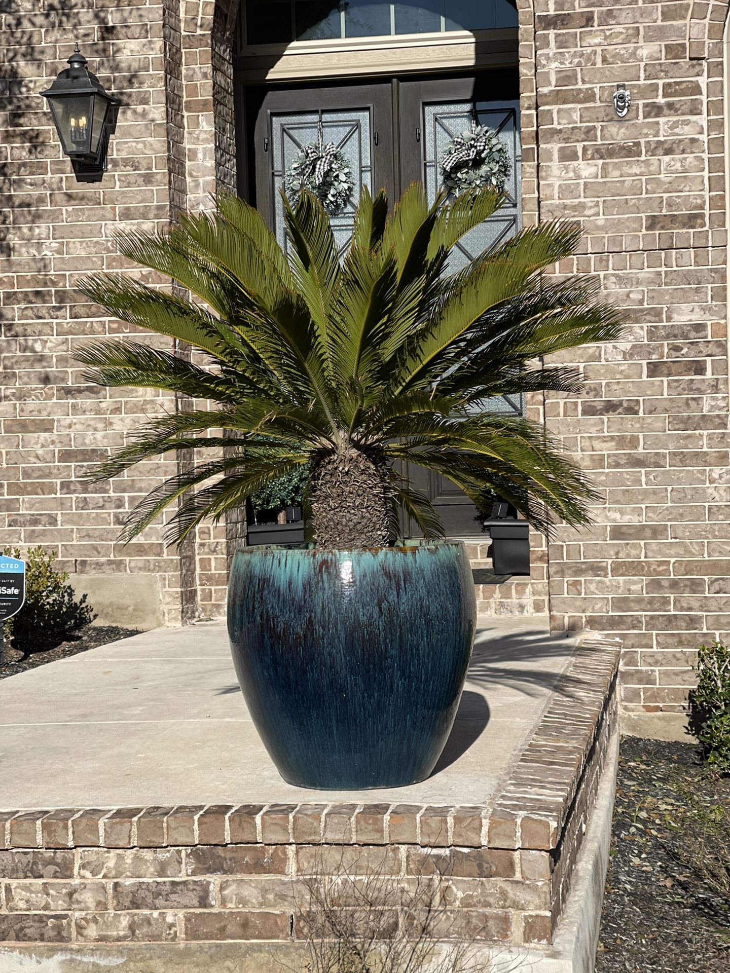 Sago Palm Tree And Pot 