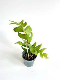 Fishbone Cactus Houseplant 