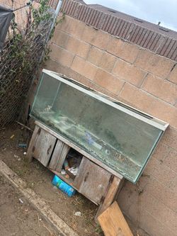 Big fish tank