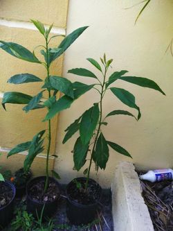 Avocado plant