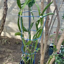 Tropical Dragon Fruit Self Bearing Plants