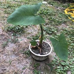 Elephant Ear Plant