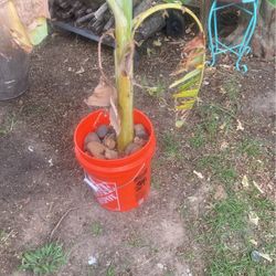 Banana Plant 