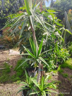 Yucca Tree Plant