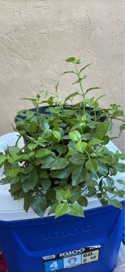 Aptenia Cordifolia (Rocio)