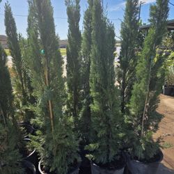 Italiano Cypress Pines 7gallon 6ft Tall 