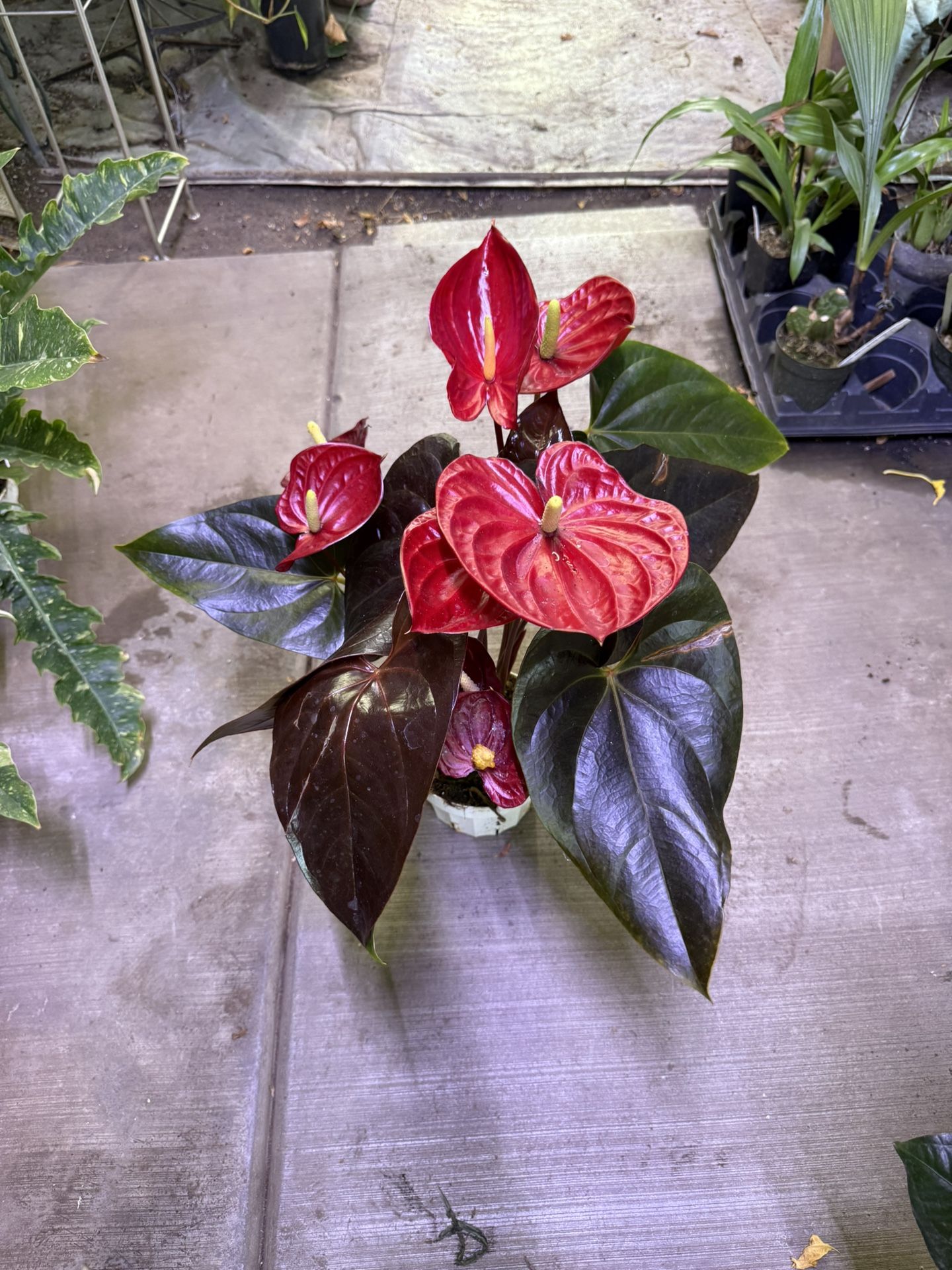 6” Anthurium Delicata 