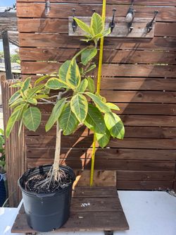 Ficus Altissima