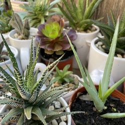 Succulent Plants  4”inch