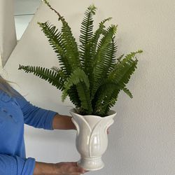 Decorative Real Boston Ferns Plants With A Ceramic Pot