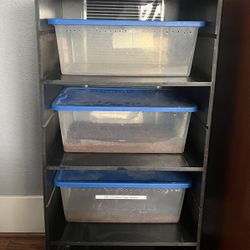 Reptile Rack 