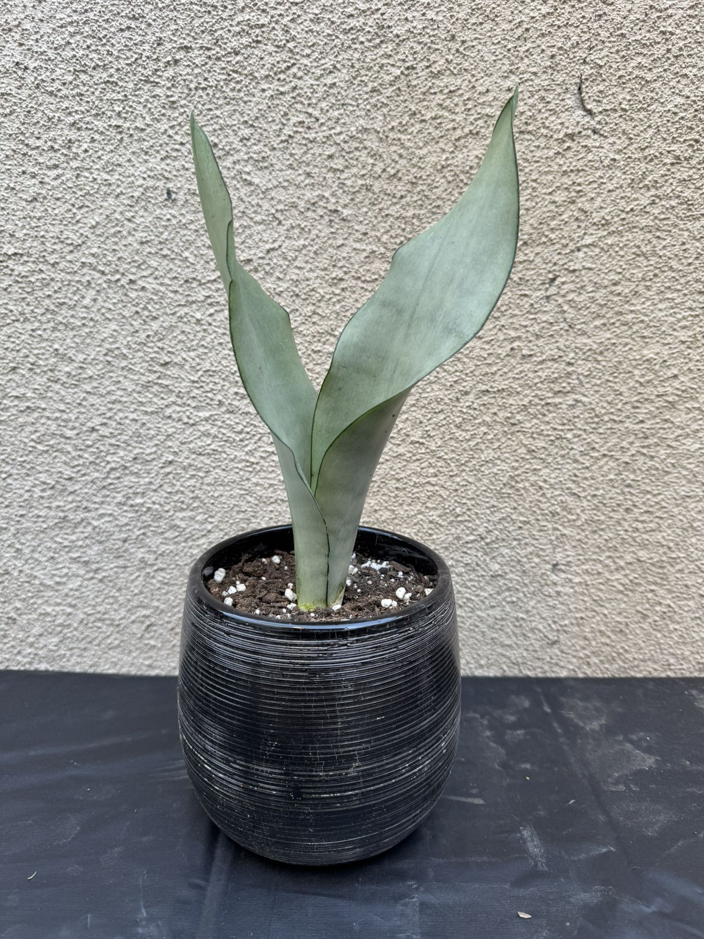 Moonshine Snake Plant