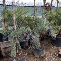Horse Topiary Bonsai 