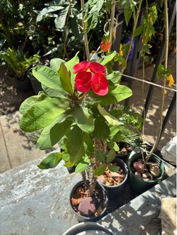 Plant
