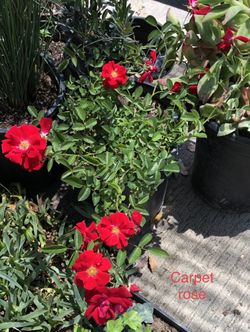 🌹 Red carpet rose * Sage - savila & Many other plants succulents * installation and delivery can be arranged .