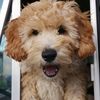 SnickerDoodleNoodlePoodle