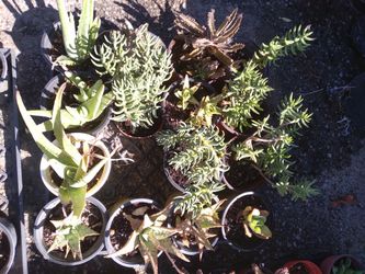 Small Succulents 