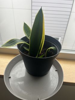 Snake Plant Pup (Sansevieria)