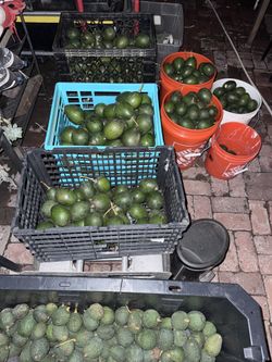 Organic Avocados