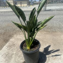 Bird Of Paradise