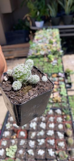 Cactus and succulents 2” pot