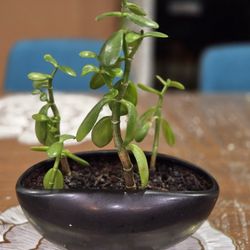 Jade Plant Live