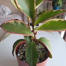 Peperomia Ginny Aka Rainbow Peperomia 🪴