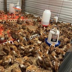 Rhode Island Red Chicken $5 Each 