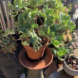 Plant Succulents In Terra Cotta Pot.