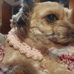 Crocheted dog fancy collar