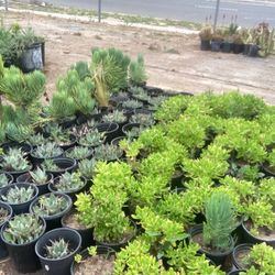 Plants