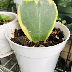 🪴🪴HOYA KERRI VARIEGATED 🪴🪴