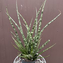 Xl Sansiveria Fern Wood In 6” Pot 