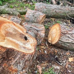 Free Wood 