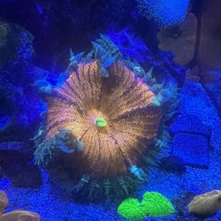 “Fake”Large Rock Flower Anemone