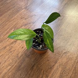 Baltic blue pothos plant + free bird of paradise plant starter