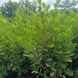 Clusia Privacy Hedge Plants 15gl $40🌿🌿🌿