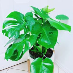 Beautiful Monstera Deliciosa Plants - 11” Nursery Container - Plant Only - Ceramic Pot Not Including 