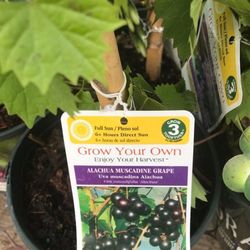 2X Alachua Muscadine Grape Plants 1 Gallon 